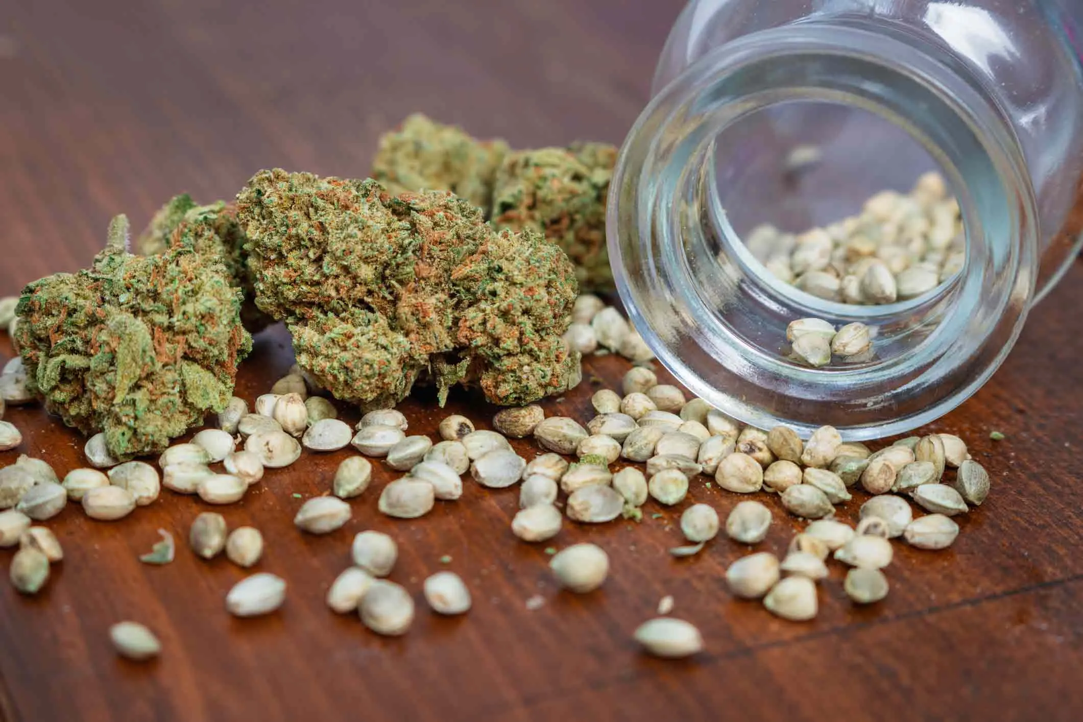 Tipologie di semi di cannabis: quali sono? Tipologie di semi di cannabis: quali sono?